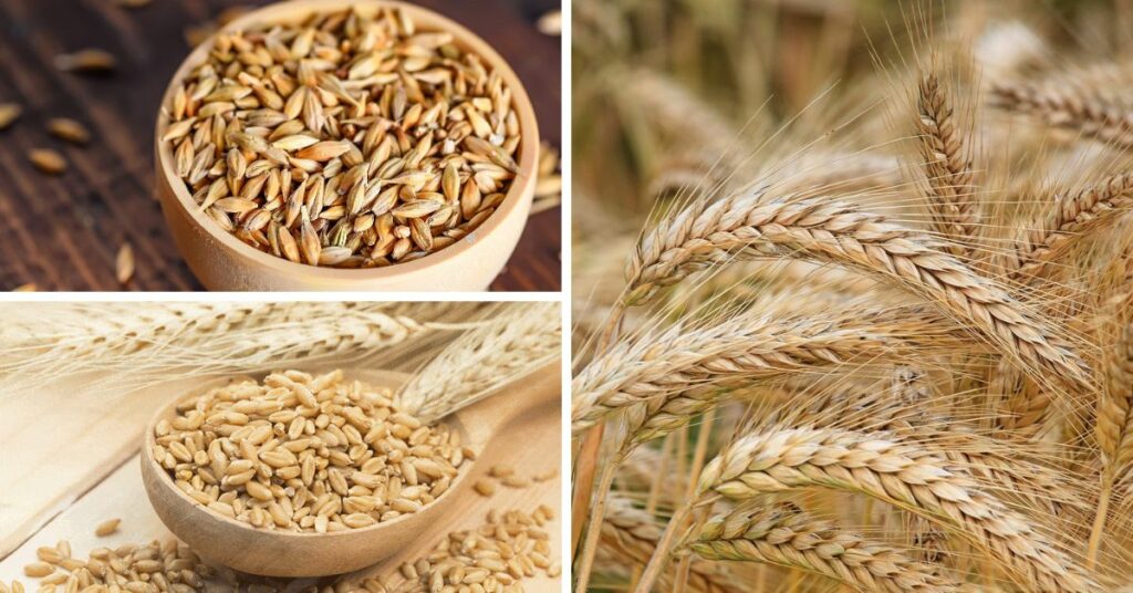 What Is Barley